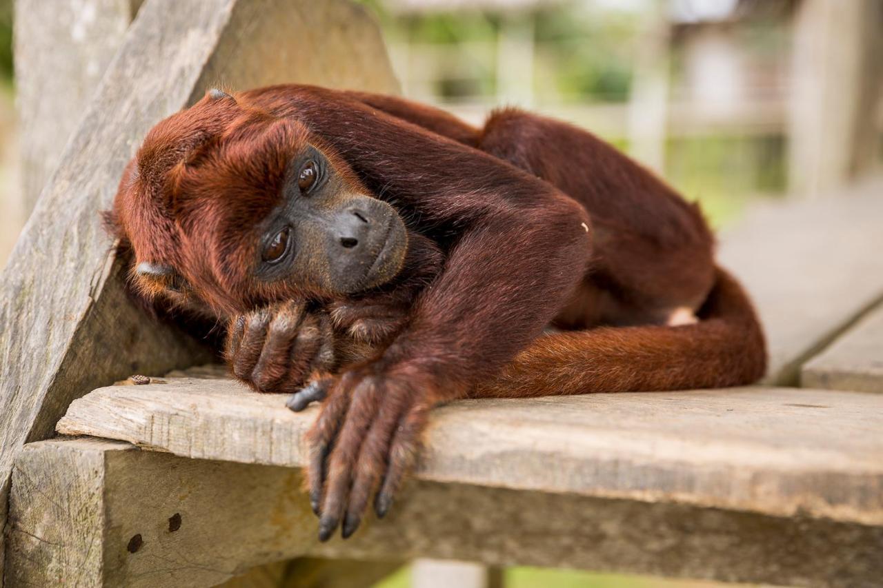 Irapay Amazon Lodge - Asociado Casa Andina Iquitos Luaran gambar